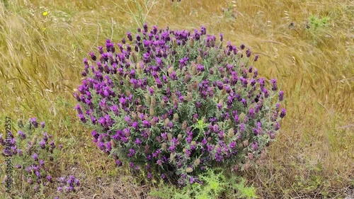 Lavandula stoechas is a purple flowering, medicinal herb native to the mediterranean region. It is widely used in traditional medicine for its calming, antiseptic, and analgesic properties.