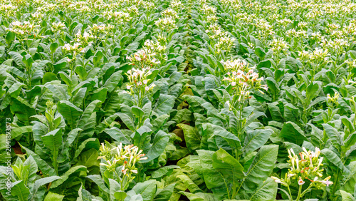 Canvas-taulu Tobacco plants grow in rows with flowers in a farm at midday in a rural area