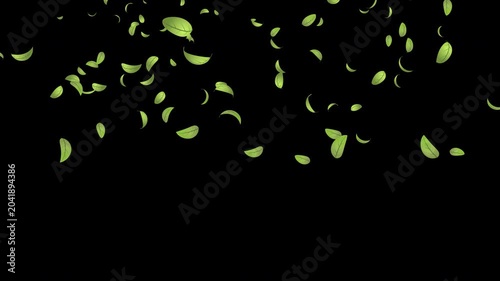 Green leaves flying animation. Realistic green leaf fall animation. Autumn spring season leaves fall background. Natural leaves animation background. Transparent background with alpha channel