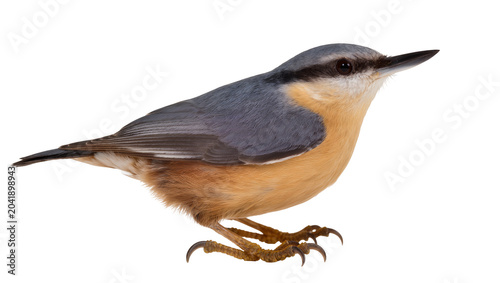 Photos Eurasian Nuthatch bird with blue-grey back and orange-brown belly