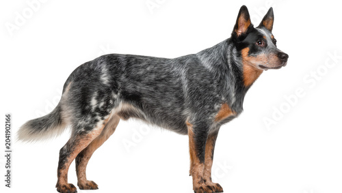 Valokuva Australian Cattle Dog standing profile view