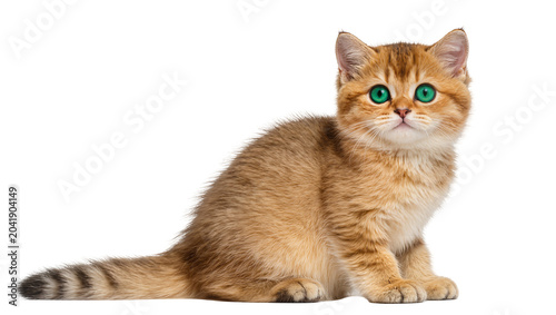 Obraz na płótnie Golden British Shorthair kitten with bright green eyes