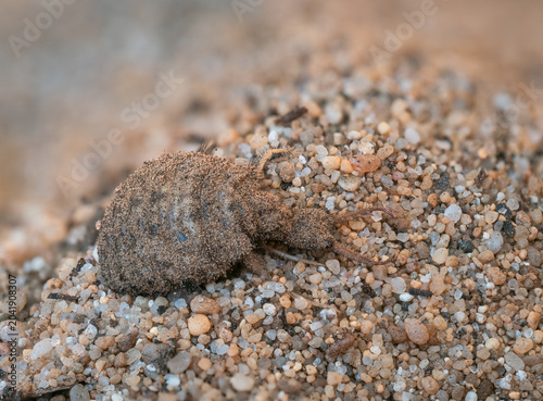 Die detailreiche Nahaufnahme zeigt einen Ameisenlöwen (Myrmeleontidae) auf sandigem Untergrund. Ameisenlöwen sind das Larvenstadium der Ameisenjungfern.