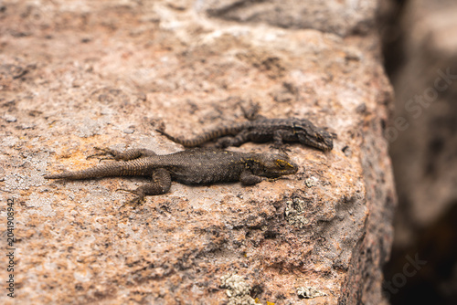 Lizards basking on rocky terrain at Popocatépetl Mexico during daytime in a natural landscape setting