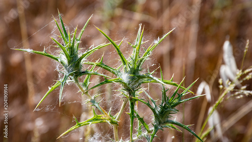 Photos Cardo de burro (Carduus crispus) es una especie de cardo de la familia Asteraceae