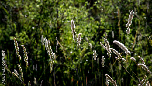 Photos Dactylis glomerata (dáctilo o pasto ovillo) es una gramínea perenne, nativa de Europa y con importancia como planta para forrajera