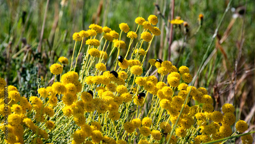 Photos Santolina es un género de plantas perteneciente a la familia Asteraceae, nativa de la región Mediterránea