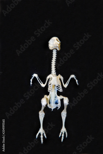 Fotografía The skeleton of a bustard chick on a dark background