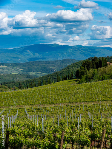 Italia, Toscana, Campagna Toscana vicino Firenze.