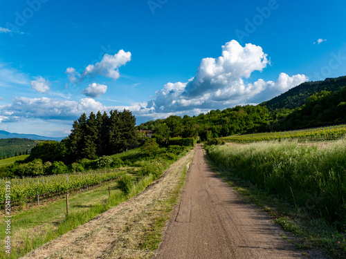 Italia, Toscana, Campagna Toscana vicino Firenze.