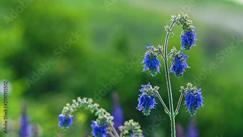 Blooming nodding sage plant with blue flowers on a blurred green background banner.