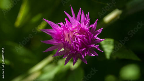 Whitewash cornflower purple flower on a blurred green background banner.