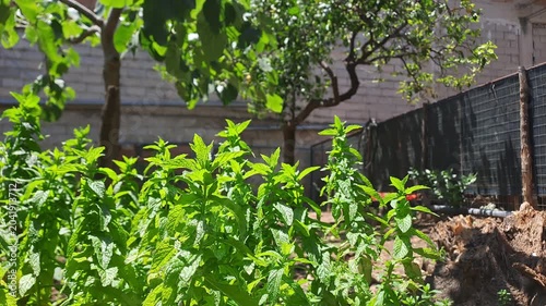 Green mint herbs growing outdoors under natural daylight, providing fresh flavor
