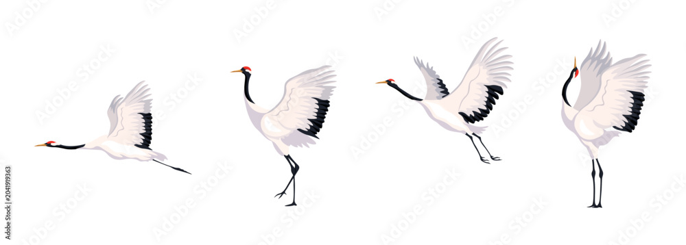 Fototapeta premium Vector illustration of beautiful Japanese cranes isolated on a white background. Cartoon scene with Japanese cranes flying in a blue sky with clouds, standing on the ground in different poses.