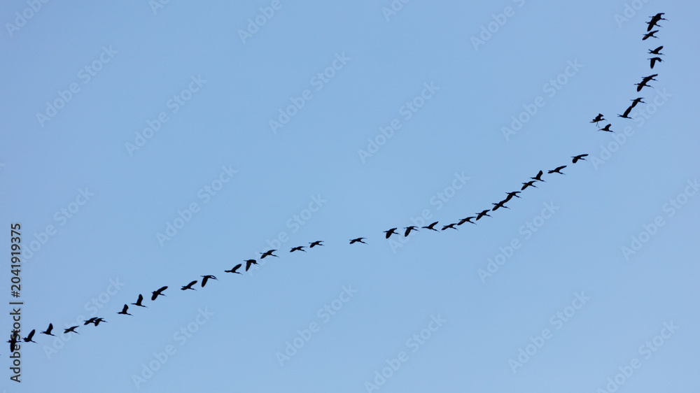 Obraz premium Flock of birds flying in V-formation against clear blue sky