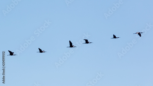 Photography Silhouettes of six birds fly together in perfect formation against bright sky
