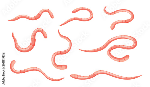 Set of cute pink earthworms in cartoon style. Vector illustration of earthworms twisted in different poses isolated on a white background. Invertebrates crawl in the soil.