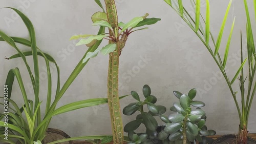 Euphorbia leuconeura plant, also known as Madagascar jewel, growing new leaves. Surrounding houseplants include a jade plant and palm