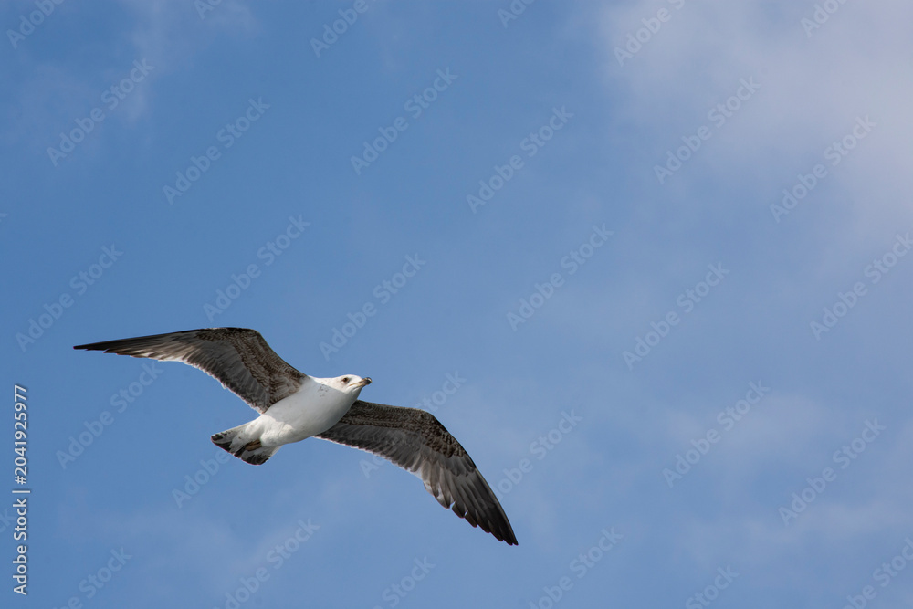 Obraz premium seagull in the sky