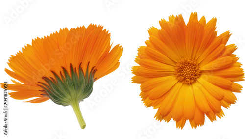 Fotografie Two orange calendula flowers one showing petals and green sepals, the other faci