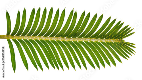 Photos Green palm frond with many leaflets on white