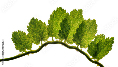 Obraz na płótnie Green leaves on curved stem backlit