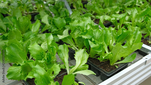 Crisphead lettuce. Crisp iceberg seedlings growth. Greens vibrant leaves in black trays. Earlystage iceberg starting growing in urban sustainable farming. Microgreen business. Eco gardening ventures.