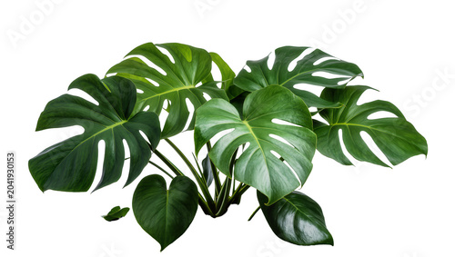 Photos Monstera Deliciosa plant with large green split leaves