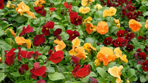 Fotografie Vibrant red yellow orange pansies closeup