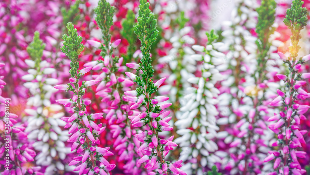 Obraz premium Colorful flowers fill the garden with pink and white blooms during the sunny spring day in the park