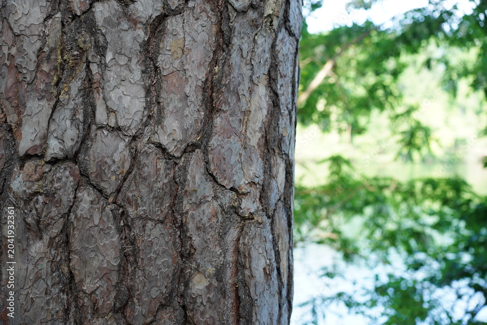 Obraz premium Nahaufnahme der rauen Rinde einer Waldkiefer (Pinus sylvestris) mit verschwommenem See und grünen Bäumen im Hintergrund