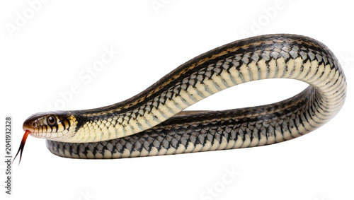 Fotografie Garter snake with forked tongue flicking coiled body, detailed scales