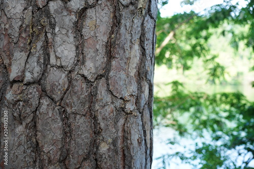 Nahaufnahme der rauen Rinde einer Waldkiefer (Pinus sylvestris) mit verschwommenem See und grünen Bäumen im Hintergrund