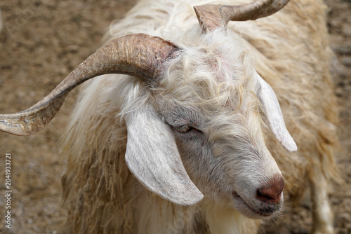 Close-up portrait of a white horned goat with long ears and textured fur in a rural farm environment.