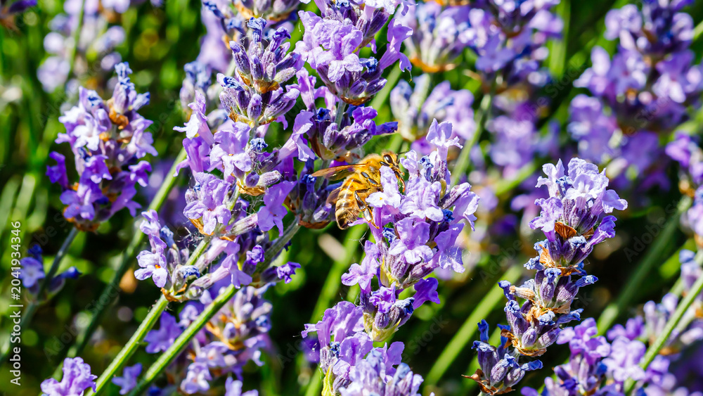Fototapeta premium Bees collect nectar from lavender flowers in a garden during sunny summer afternoon