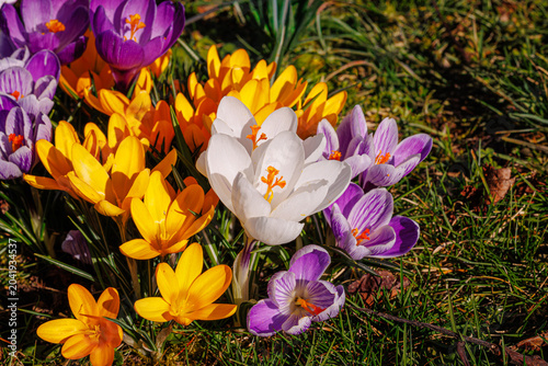 Obraz na płótnie Spring background with violet Crocus flowers in park