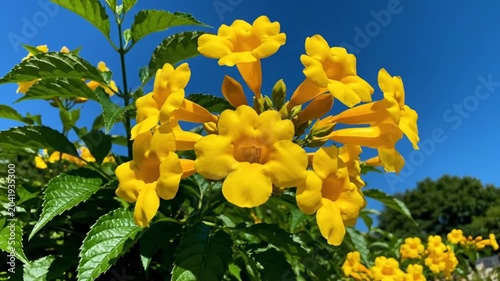 Bright Yellow Trumpet Flowers Blossoming in the Sun Against Clear Blue Sky, Nature's Beauty
