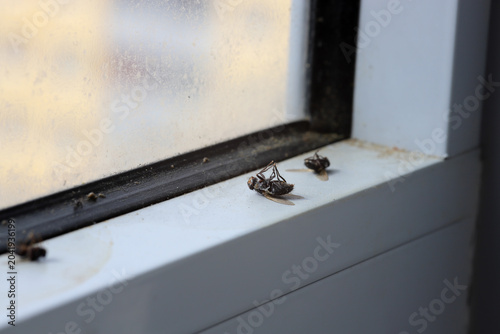Several dead flies on a window sill, Close Up.
