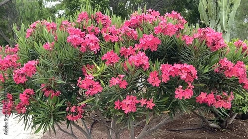 Nerium oleander bush with beautiful pink flowers in the garden of Tenerife, Canary Islands, Spain, 4K.	