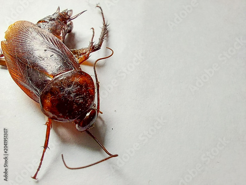 Dead Cockroach Isolated on White Background Macro Photography for Pest Control and Entomology Reference