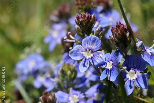 Veronica chamaedrys blooms in nature