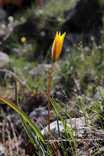 yellow tulips that grow naturally in nature