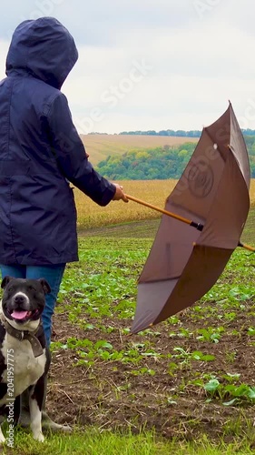 A woman walks her dog in a field after a thunderstorm. Girl with staffordshire terrier in nature on a cloudy day. The concept of freedom, happiness, friendship, nature. Vertical, vertical video.