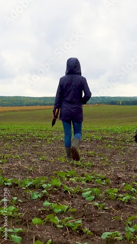 A woman walks her dog in a field after a thunderstorm. Girl with staffordshire terrier in nature on a cloudy day. The concept of freedom, happiness, friendship, nature. Vertical, vertical video.