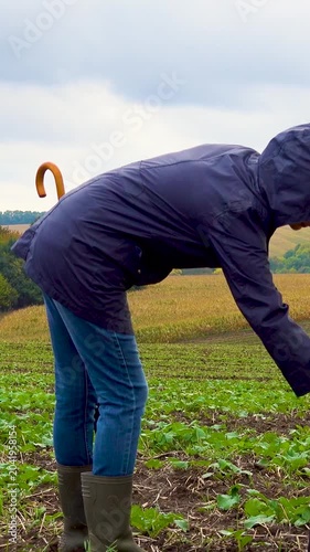 A woman walks her dog in a field after a thunderstorm. Girl with staffordshire terrier in nature on a cloudy day. The concept of freedom, happiness, friendship, nature. Vertical, vertical video.