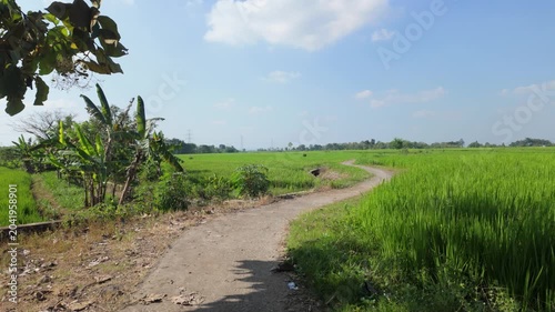 A winding dirt path through vibrant green rice fields under a clear blue sky with scattered clouds