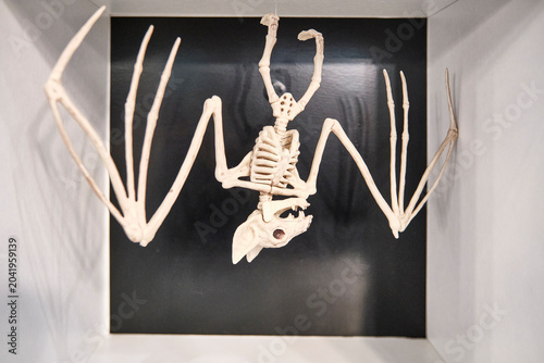 Canvas Print Bat skeleton model hanging upside down on black background