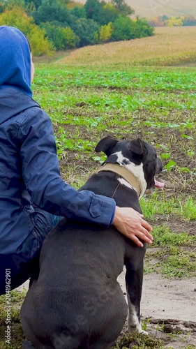 A woman walks her dog in a field after a thunderstorm. Girl with staffordshire terrier in nature on a cloudy day. The concept of freedom, happiness, friendship, nature. Vertical, vertical video.
