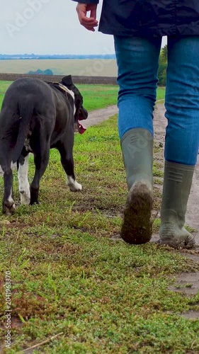 A woman walks her dog in a field after a thunderstorm. Girl with staffordshire terrier in nature on a cloudy day. The concept of freedom, happiness, friendship, nature. Vertical, vertical video.