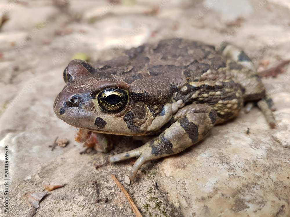 Obraz premium A Raucous Toad rests on a stone path during the day